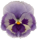 pansy.gif (5065 bytes)